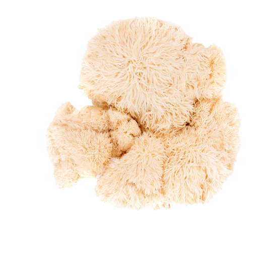 Lion's Mane ehk Lõvilakk